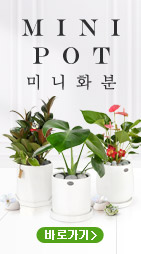 �ö����Ƽ ��ȹ��